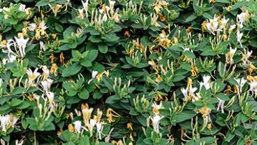 honeysuckle plant with white flowers and green leaves