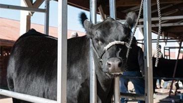 Show-me select heifer
