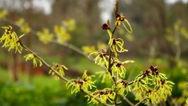 witch hazel bush