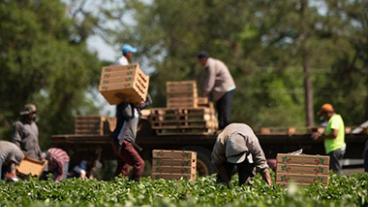 Laborers working in a farm field and loading pallets onto a truck.