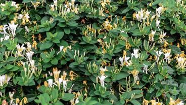 honeysuckle