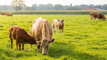Cattle grazing in a field. 