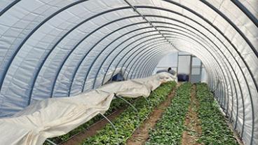 Garden within a greenhouse