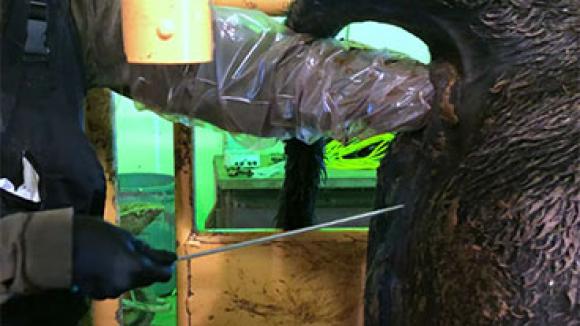 A cow being artificially inseminated.