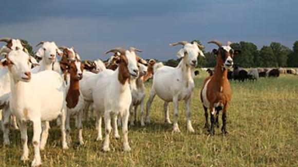 Herd of goats in the foreground and flock of sheep in the distance under storm clouds.