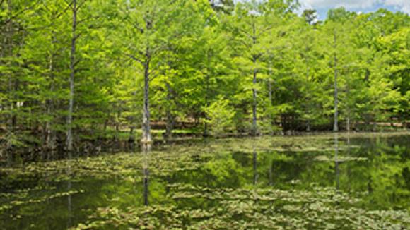 A pond covered in moss surrounded by trees.