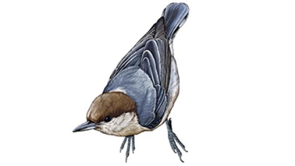 A brown headed nuthatch bird