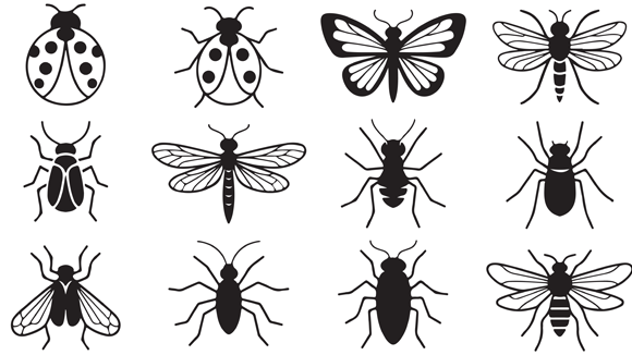 rows of different insects in black and white