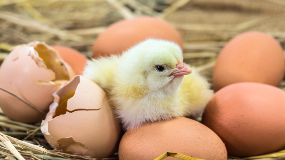 chick hatching surrounded by eggs