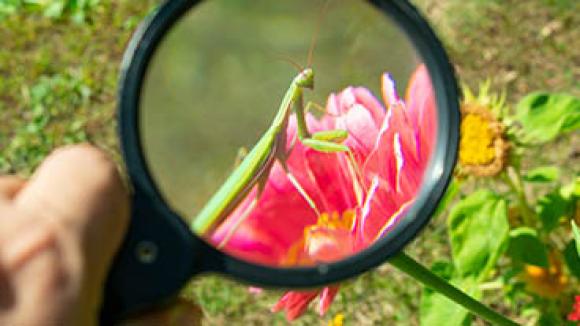 Magnifying glass looking at an insect on a flower