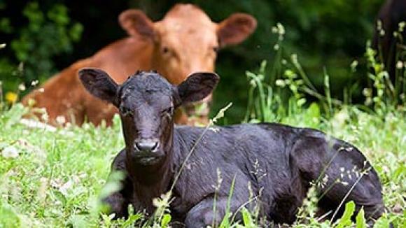 Two beef cattle lying in a field.