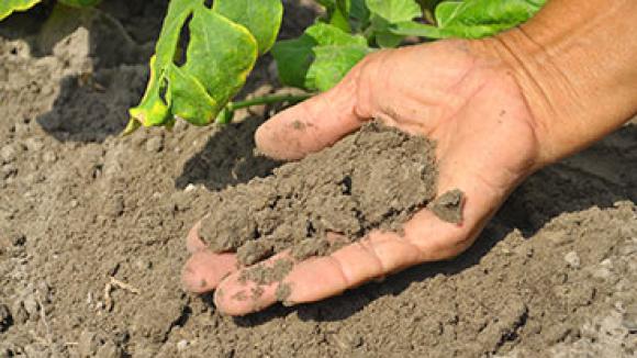 Hand holding soil.