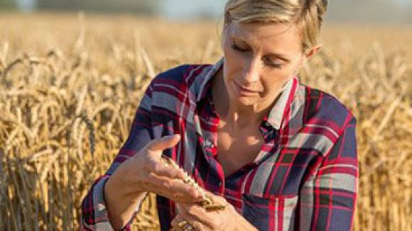 A woman analyzing wheat.