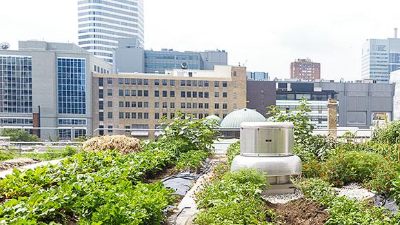 Garden and a city landscape