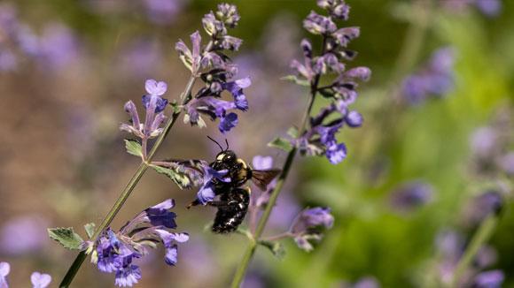 Bee on a purple flowered plant