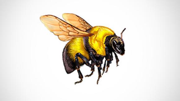 bumble bee pin