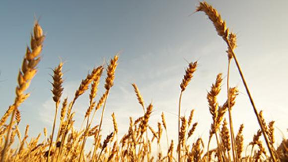 Wheat field in the sun.