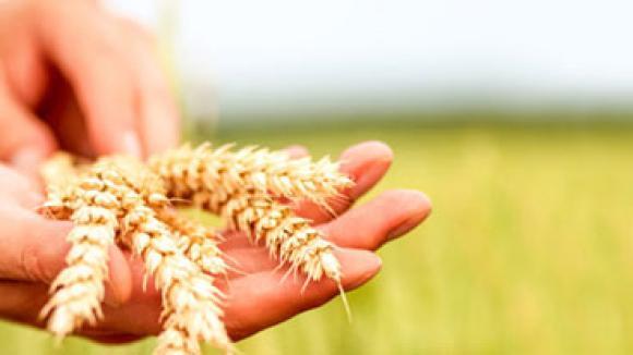 hand holding wheat in a field