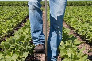 Photo of man taking a soil sample in tobacco field