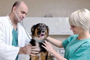 vet helping a dog