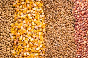 different kinds of grain