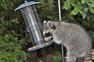 racoon getting into a bird feeder