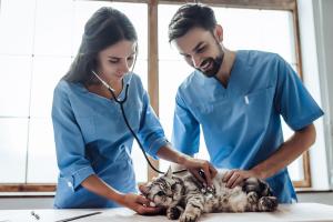 To veterinarians examining cat, one with stethescope