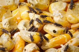 Corn with pests