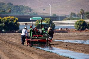 Soil fumigation of row