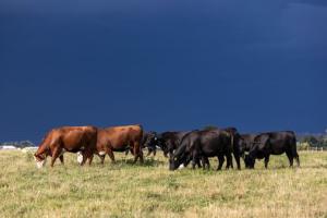 Black and red cows grazing in pasture