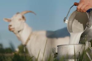 Milk Residues and Withdrawals in Goats
