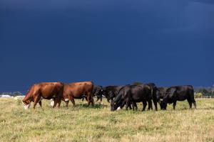 Internal Parasite Management in the Cow Herd