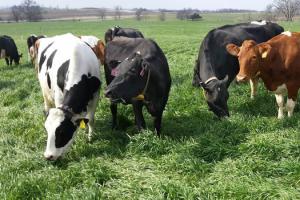 Pasture Based Dairy Production: Short Course 0122
