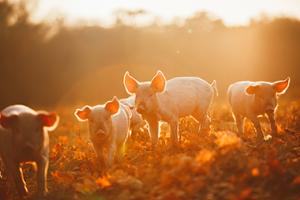 Pigs