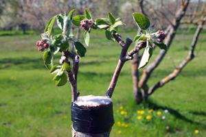 Grafted apple tree