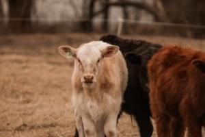 DairyCalf