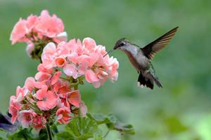 Rubythroated hummingbird feeding on a geranium.