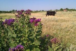 Pasture Weed