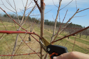 Tree Pruning