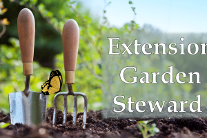 Garden Steward
