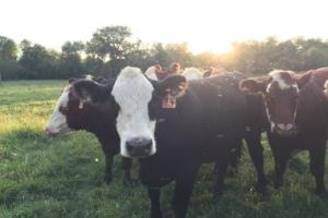 Heifer