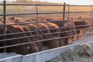 Beef cattle