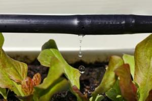 Water dripping onto plants from irrigation hose