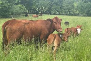 Cow and calf in a pasture