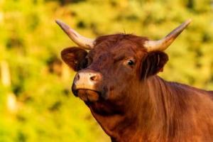 Brown Bull with Horns