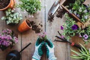 gloved hands with soil, flowers and pots