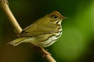 Small Bird sitting on a branch
