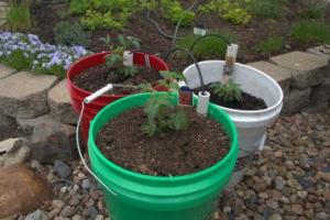Plastic bucket containing soil with a plant growing in it.