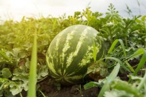 Watermelon laying in a patch of grass