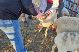 Extension Specialists holding a sheep for examination